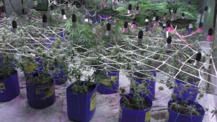 Balakəndə narkotik vasitələrin emal edildiyi laboratoriya aşkarlandı - Fotolar