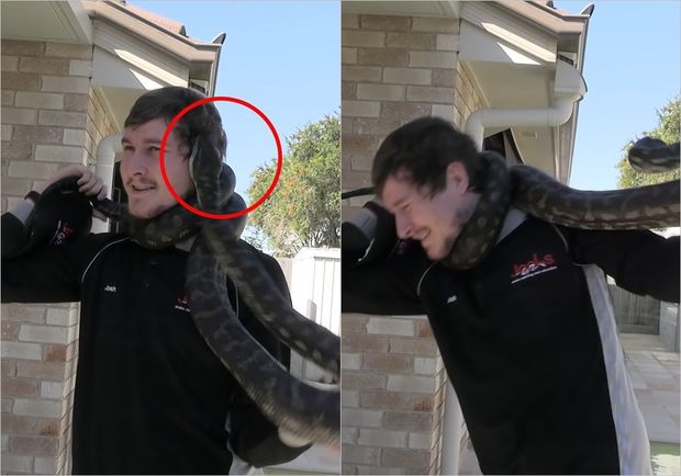 Lovğalığı başına bəla oldu: Piton gicgahından dişlədi - VİDEO