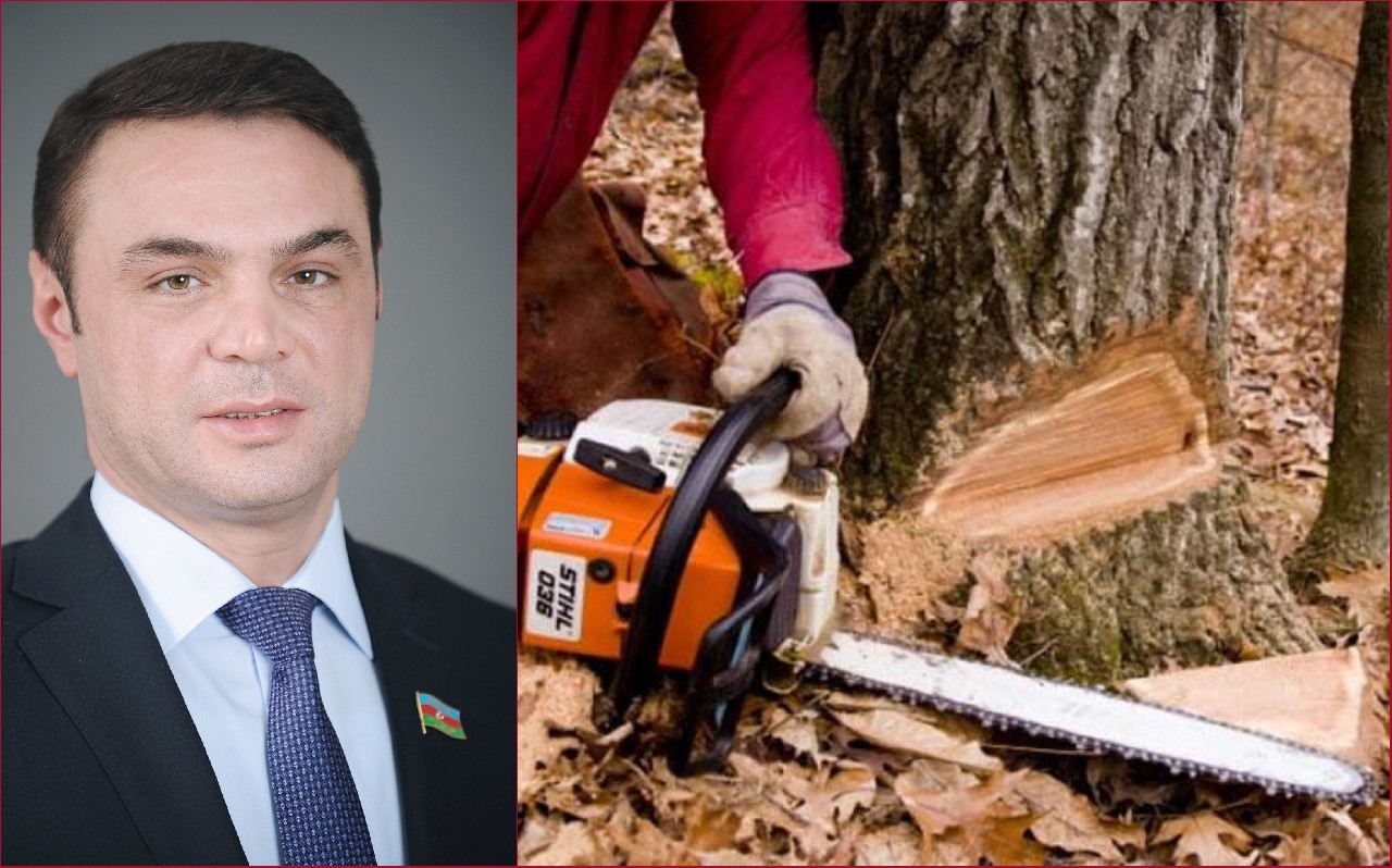 Deputat Eldəniz Səlimovun atasına məxsus ərazidə meşə zolağı məhv edilir - VİDEO