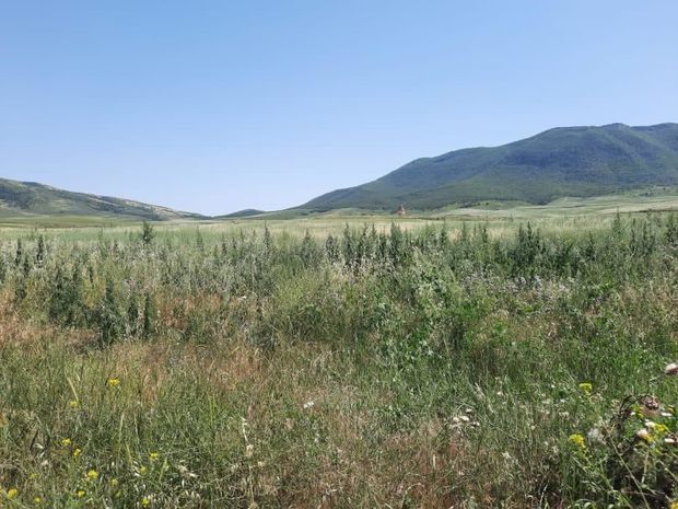 В освобожденных от оккупации селах обнаружено 1 550 кустов конопли - ФОТО