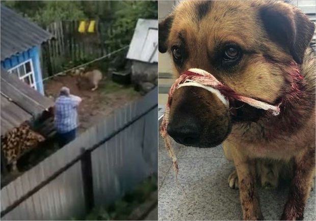 Zəncirdə olan itin başına 15 dəfə atəş açdı - FOTO/VİDEO