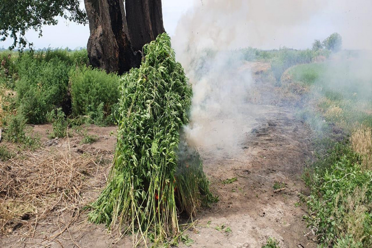 Ağdaşda 1 tona yaxın çətənə bitkisi məhv edilib