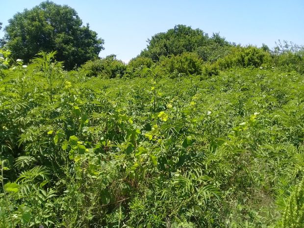 Ağdamın işğaldan azad edilmiş kəndində narkotik tərkibli bitkilər aşkar edilib - FOTO
