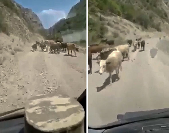 Azərbaycanlı fermerlər mal-qarasını Kəlbəcərdəki yaylağa aparır - VİDEO