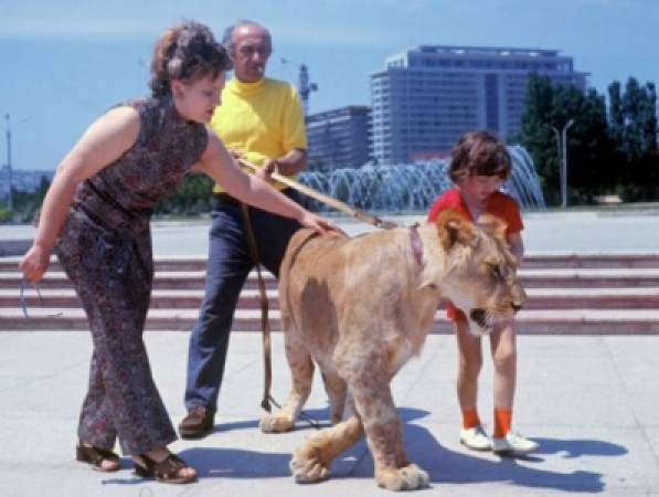 Yatağını şirlə bölüşən azərbaycanlı ailə: heyvan qadını ərinə qısqandı, 14 yaşlı oğlunu parçaladı, özünü şikəst elədi