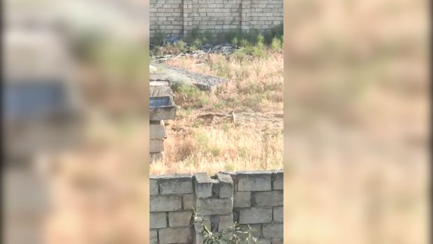 Abşeronda tülkülər peyda olub - VİDEO