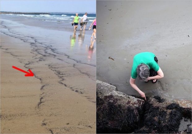 Çimərlikdə elmə məlum olmayan milyonlarla böcək peyda oldu - FOTO