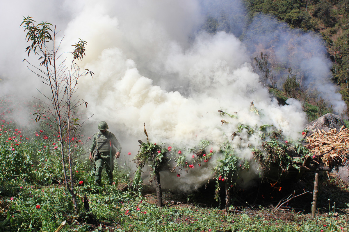 Tovuzda yabanı halda bitən 1 tona yaxın narkotik məhv edilib