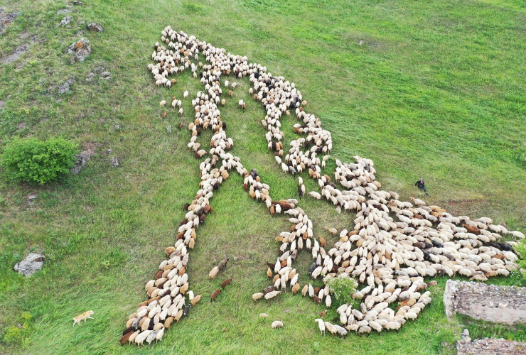 Kəlbəcər yaylaqlarına qoyunçuluq və arıçılıq təsərrüfatları köçürülüb