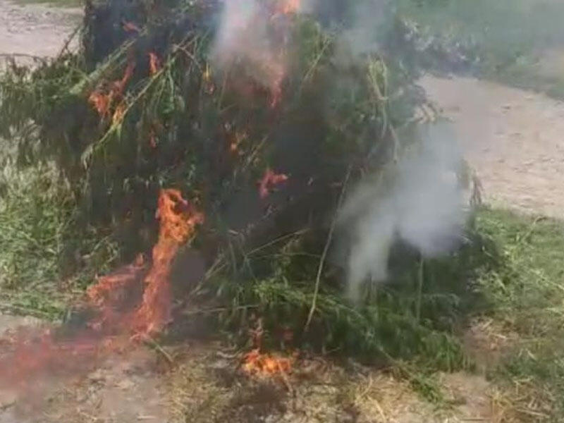 Bərdə və Tərtərdə də 7 tondan artıq çətənə kolu məhv edilib - FOTO