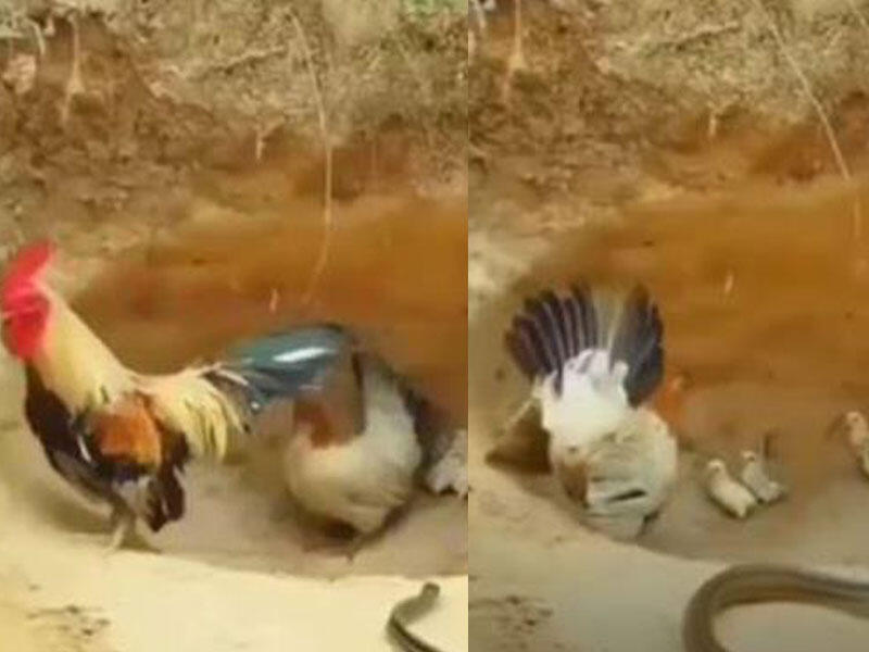 Ata qorxudan qaçdı, ana isə balasını qorumaq üçün həyatını təhlükəyə atdı - VİDEO