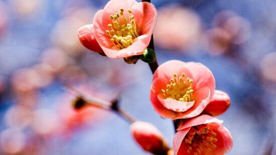 Sabahın hava proqnozu AÇIQLANDI