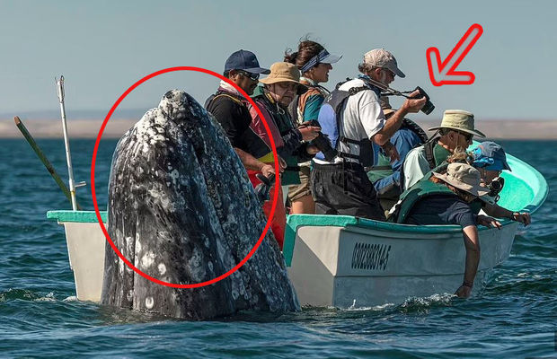 Ekskursiyada məzəli an: Balinanı qarşıda gözləyirdilər, amma… - VİDEO