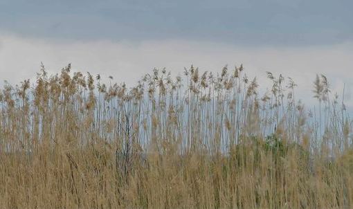 Ermənistanın ekoloji terroru Qarabağın səhralaşmasına səbəb olub - RƏSMİ