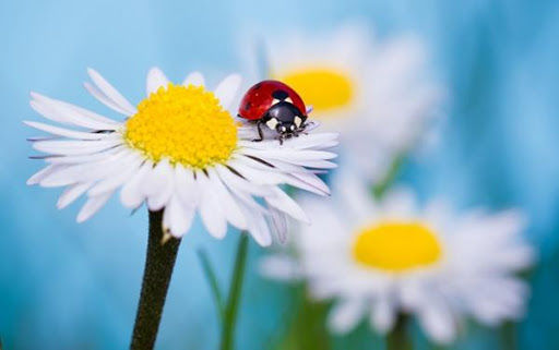 Прогноз погоды в Азербайджане на 19 июня