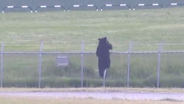 Yaponiyada ayı hərbi bazaya daxil olaraq hərbçiyə xəsarət yetirib - VİDEO