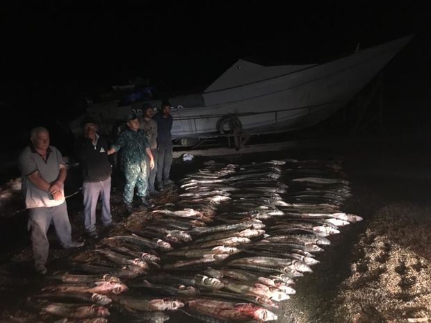 Хəzər dənizində 100-dən çox nərə balığı tutan şəxslər saxlanıldı - FOTO
