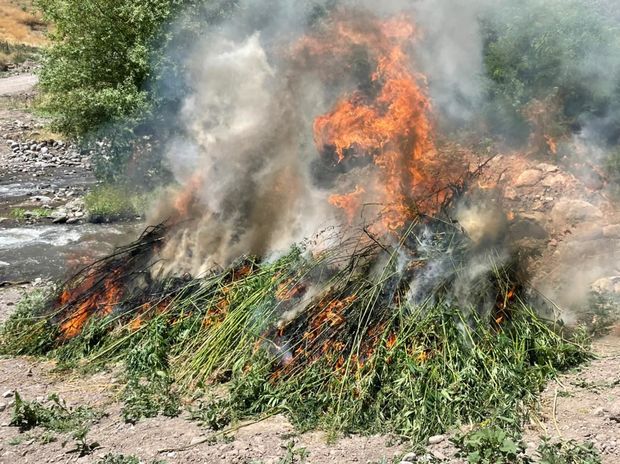 İki tondan çox narkotik maddə yandırılaraq məhv edildi