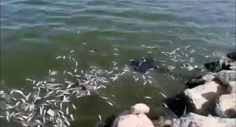 Balıqlar istidən ölür - RƏSMİ