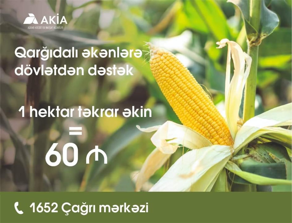 Taxıl biçini başa çatan rayonlarda təkrar qarğıdalı əkininə start verilib