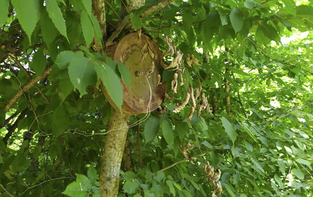 Ermənilər Xocavənddə ağaclara belə minalar quraşdırıbmış - Fotolar