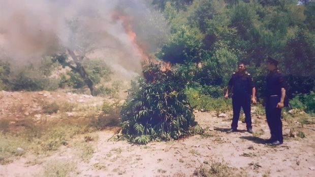 Qubada dörd tondan çox çətənə kolu aşkar edildi - FOTO