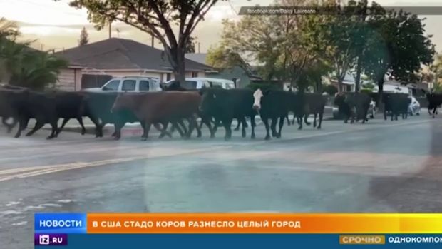 Qəssabxanadan qaçan inəklər şəhəri iflic edib - VİDEO