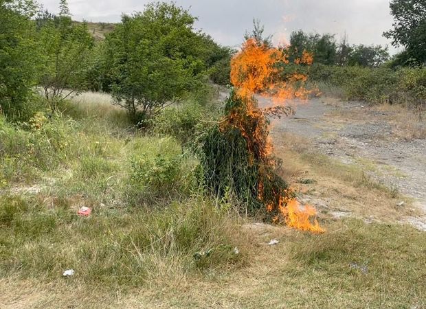 В Агсу уничтожили свыше 1 тонны конопли - ФОТО