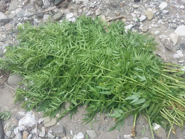 İsmayıllıda bir tondan çox çətənə kolu aşkar edildi - FOTO