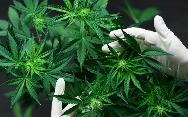 Həyətində narkotik tərkibli bitkilər becərən şəxs saxlanıldı