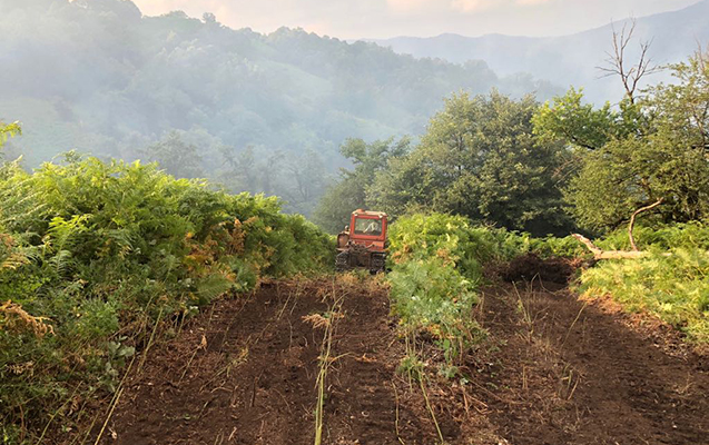 Nazirlik meşələrin qırılması ilə bağlı iddialara cavab verdi
