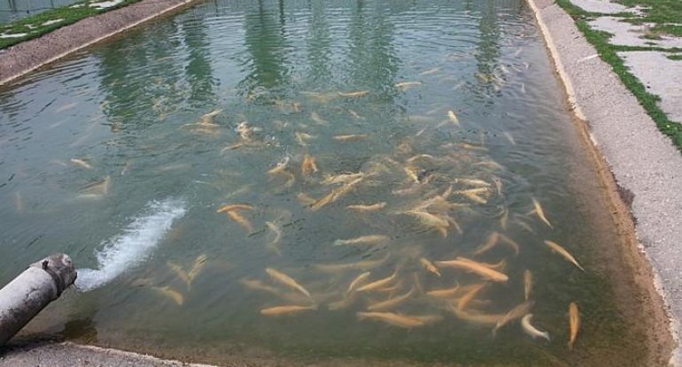 Azərbaycanda onlarla süni balıq gölünün fəaliyyəti dayandırılıb - SƏBƏB