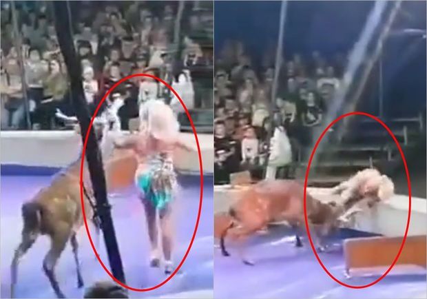 Sirkdə gözlənilməz hadisə: Maral təlimçiyə hücum çəkdi