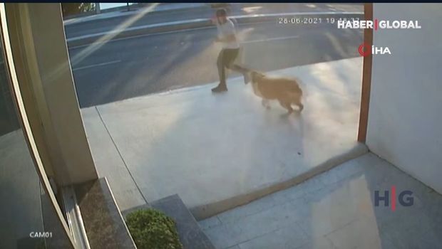 Küçə iti piyadanın yük avtomobili tərəfindən vurulmasına səbəb oldu - VİDEO