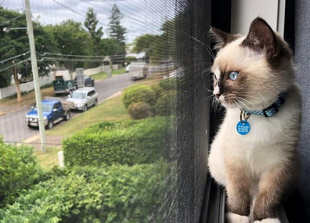 Avstraliyada pişiklər üçün komendant saatı tətbiq edilib