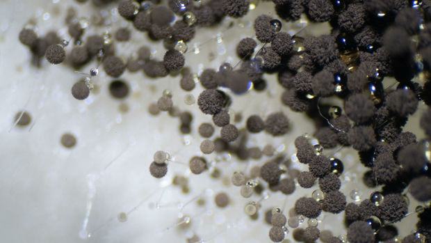 ÜST-dən “qara kif”in yayılmasının azaldılması ilə bağlı TÖVSİYƏ