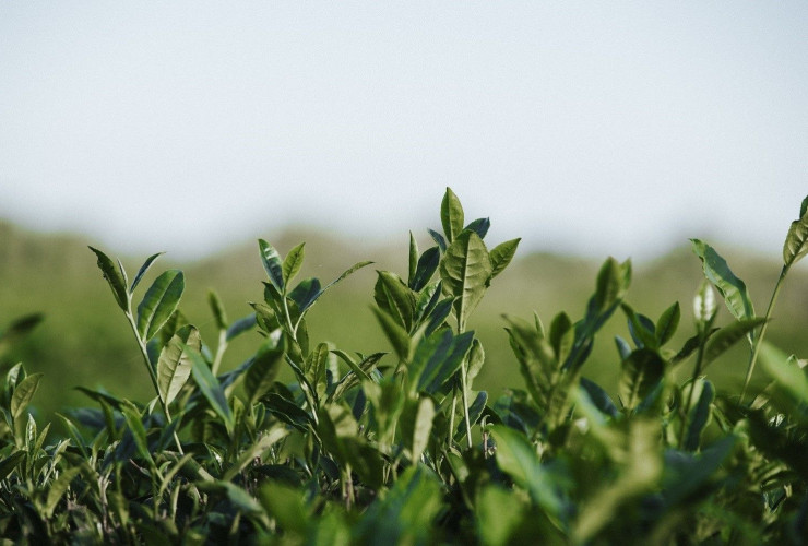 Meyvəçilik və Çayçılıq Elmi-Tədqiqat İnstitutundan Meşə Fondu torpaqlarında çay plantasiyasının salınmasına dair açıqlama