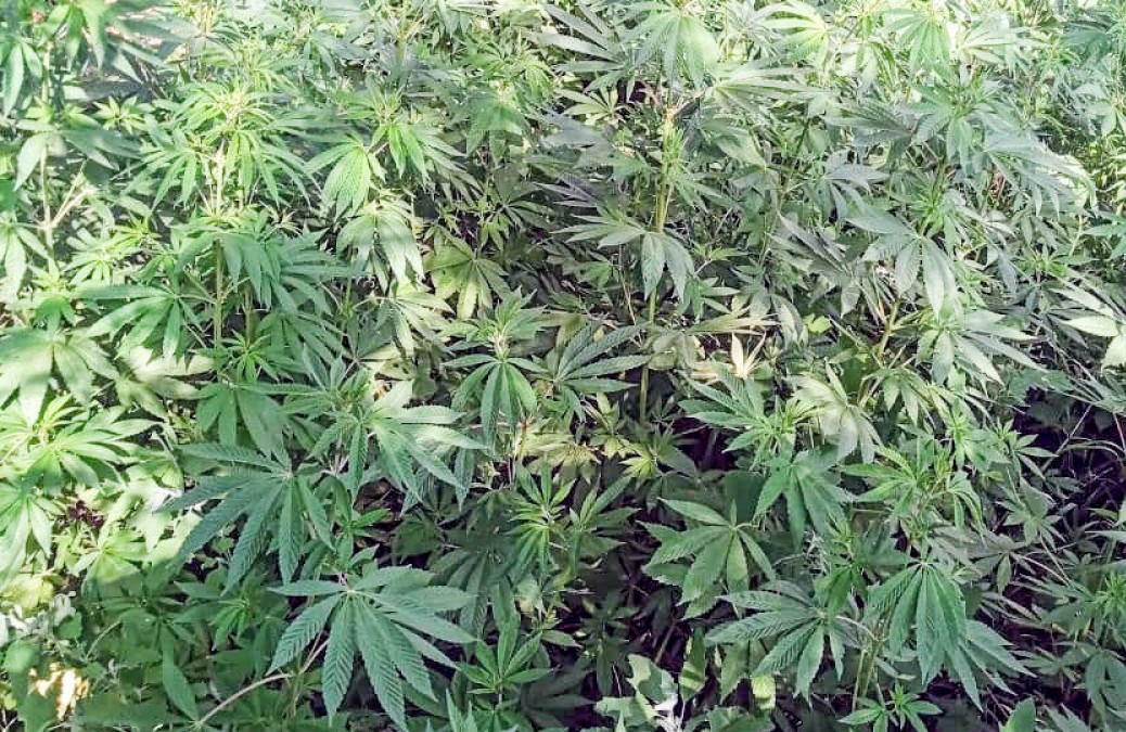 Qubada yarım tondan yuxarı narkotik vasitə becərən şəxslər saxlanılıb