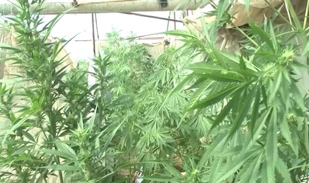 Həyətində narkotik əkən Gəncə sakini saxlanılıb - FOTO