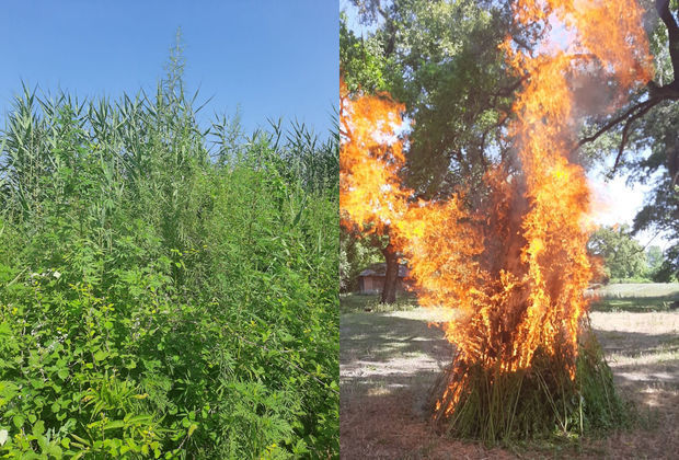 В Загатале уничтожено более двух тонн конопли