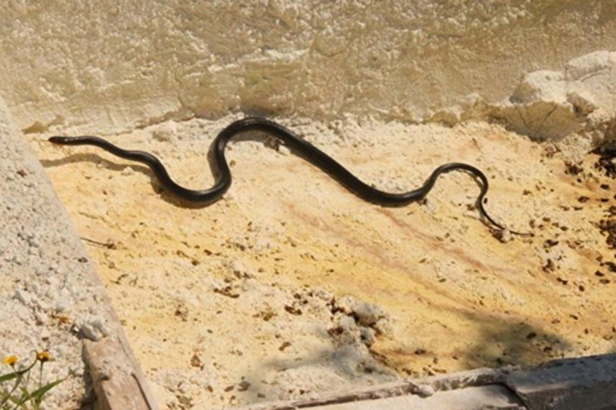 Goranboyda Rusiya vətəndaşını ilan sancıb