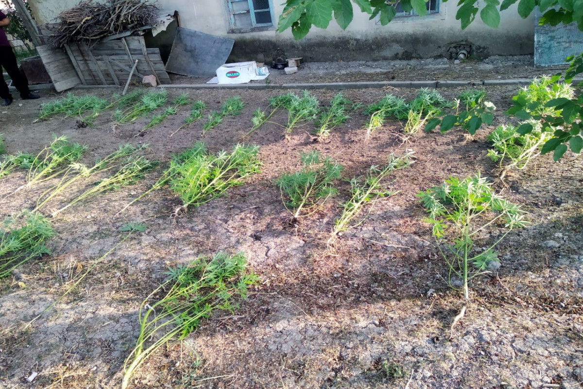 Şabran polisi narkotik vasitə əkib-becərən şəxsi saxlayıb - FOTO