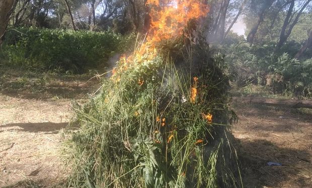 Gəncədə yabanı halda bitən çətənə kolları məhv edilib