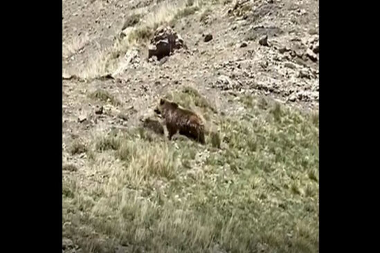 Kəlbəcər dağlarında ayı - VİDEO