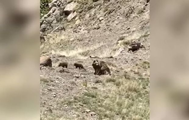 В горах Кельбаджара медведица и медвежата попали в объектив камеры - ВИДЕО