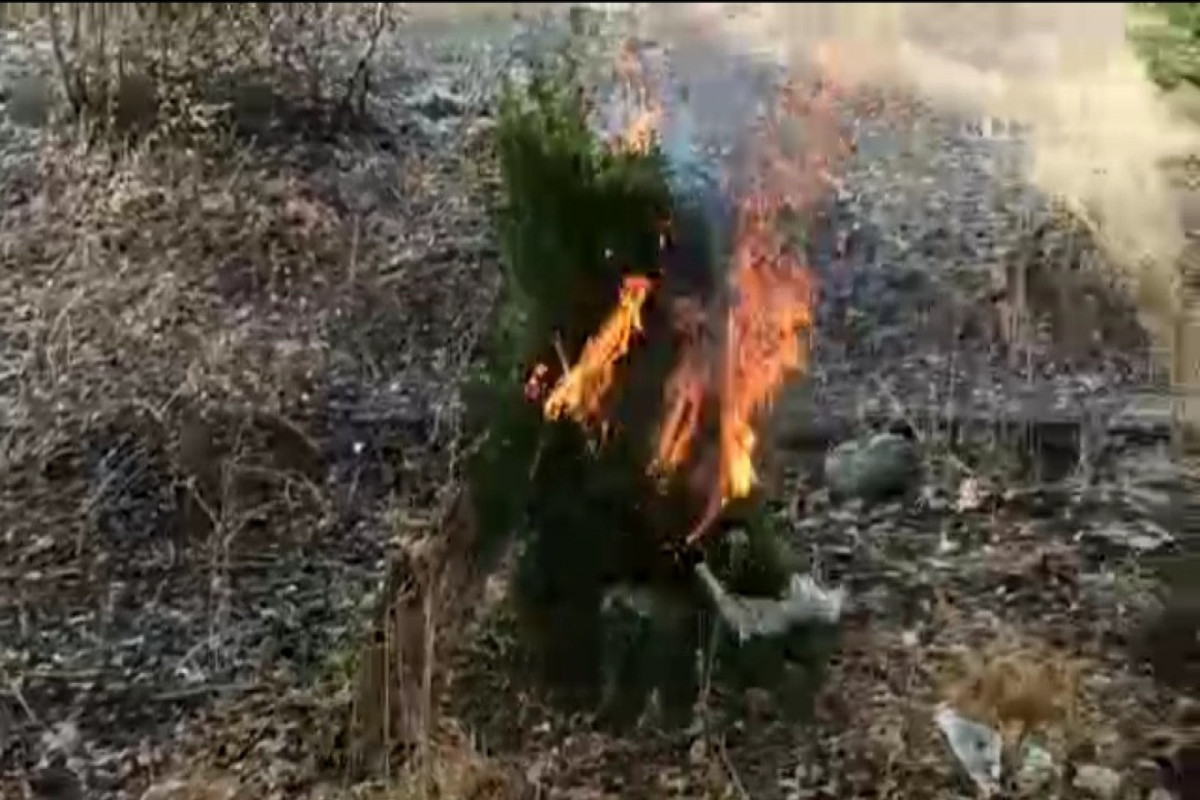 Füzulidə 200 kiloqramdan çox narkotik bitki məhv edilib