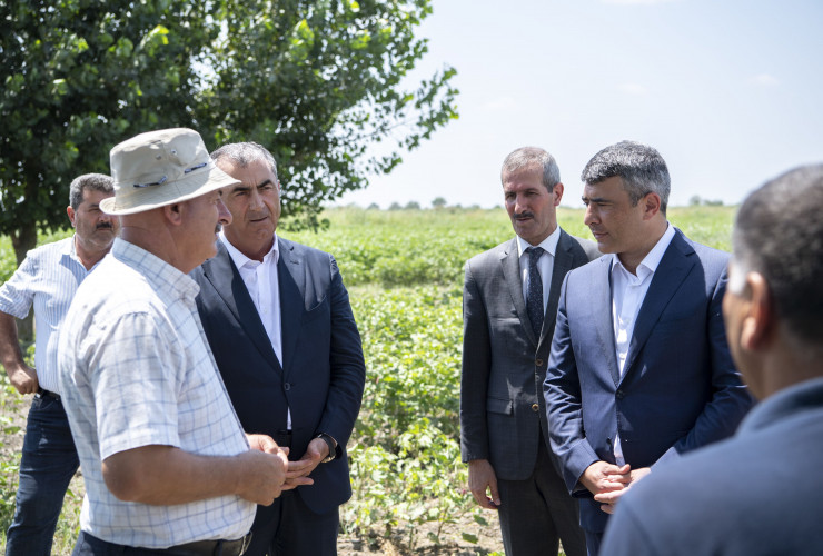 Kənd təsərrüfatı naziri İnam Kərimov Salyanda açıq sahədə pambıqçı fermerlərlə görüş keçirib