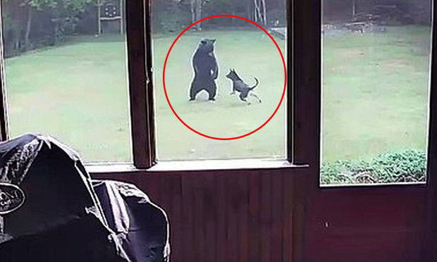 İtlə ayının əyləncəsi ev sahibini şoka saldı - FOTO/VİDEO