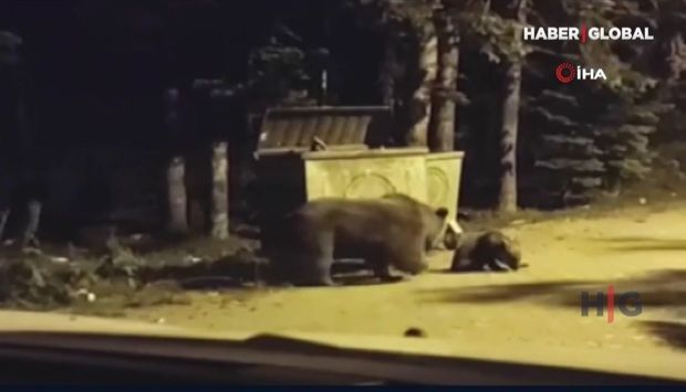 Bursada iki balası ilə birlikdə şəhərə düşən ayı zibillikdə görüntüləndi – ANBAAN VİDEO