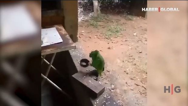 Ritm tutub, mahnı oxuyan tutuquşu görənləri heyrətləndirir – VİDEO